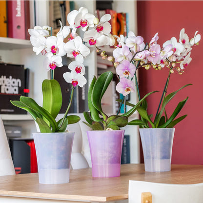 Santino 6-pack Orchid Pot Transparent with self-watering wick system - D 15 cm - Transparent - 2 L