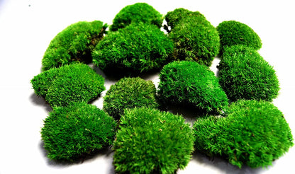 Hello Moss Preserved Moss by weight - Moss Decor For You - Preserved Ball Moss For Your Home - Create Moss Art - Suitable for Moss Terrariums and Forests in Glass.
