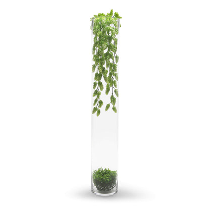 WGV Vase, cylindrical, 71 cm, transparent