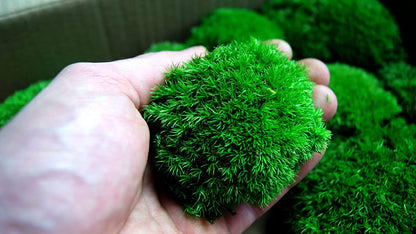 Hello Moss Preserved Moss by weight - Moss Decor For You - Preserved Ball Moss For Your Home - Create Moss Art - Suitable for Moss Terrariums and Forests in Glass.