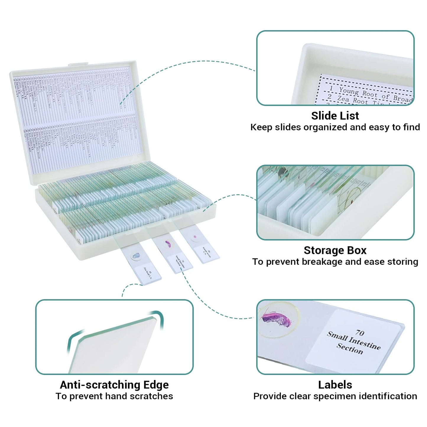 100 microscope slides specimens, microscope slides with biological samples, insects, plants, human cells for children, students, education, and scientific research.