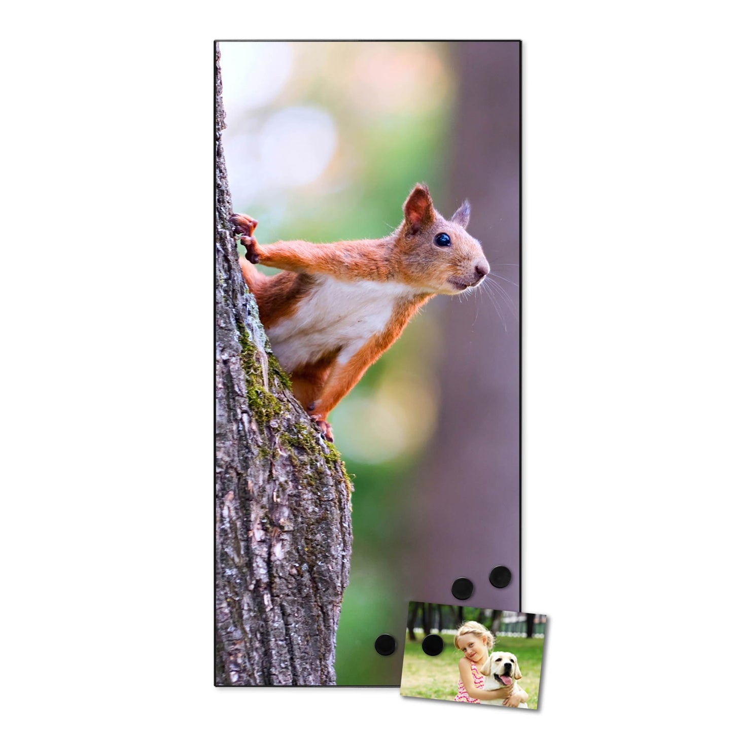 banjado® Magnetic Board 37 x 78cm / Metal Magnet Board/Memo Board/Pin Board Magnetic Board for Kitchen, Office, Kids Room including 4 Magnets & Mounting Kit - Squirrel Design