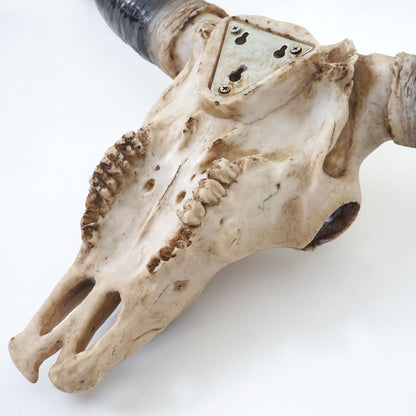 Mendler Decor Skull 75cm HWC-A14, Polyresin Bull Longhorn Head Trophy, Indoor/Outdoor Natural