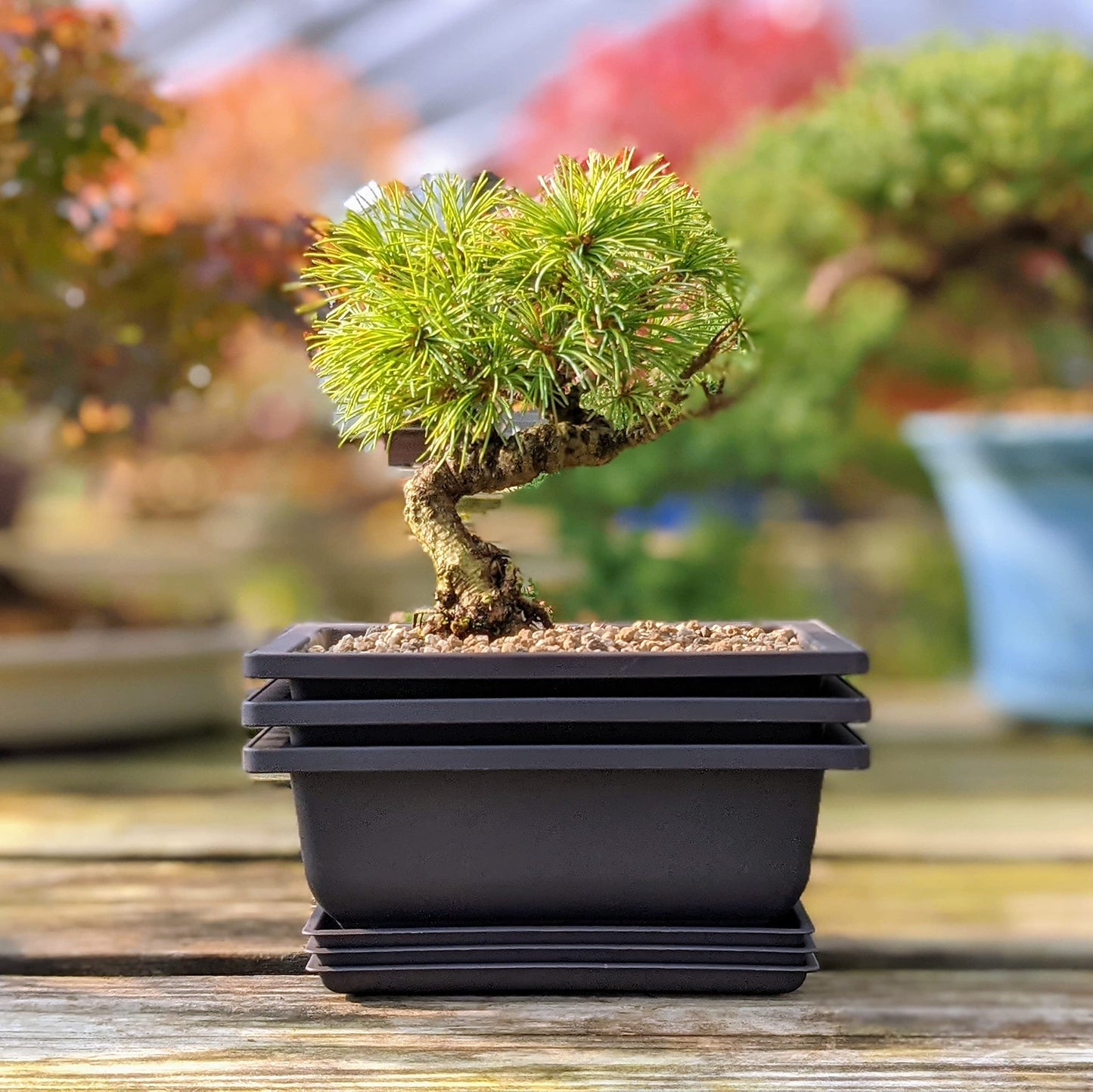 Mollyfox Bonsai Training Pots, 6-piece Bonsai Tray Large with Trays, Plastic Bonsai Planting Pot for Garden, Yard, Office, Living Room, Balcony, and more, 23x17x8cm