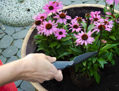 Temesso whisky barrel section can be used as a planter for kitchen herbs, herb garden, bird bath, or tub. Height approximately 18cm (natural).