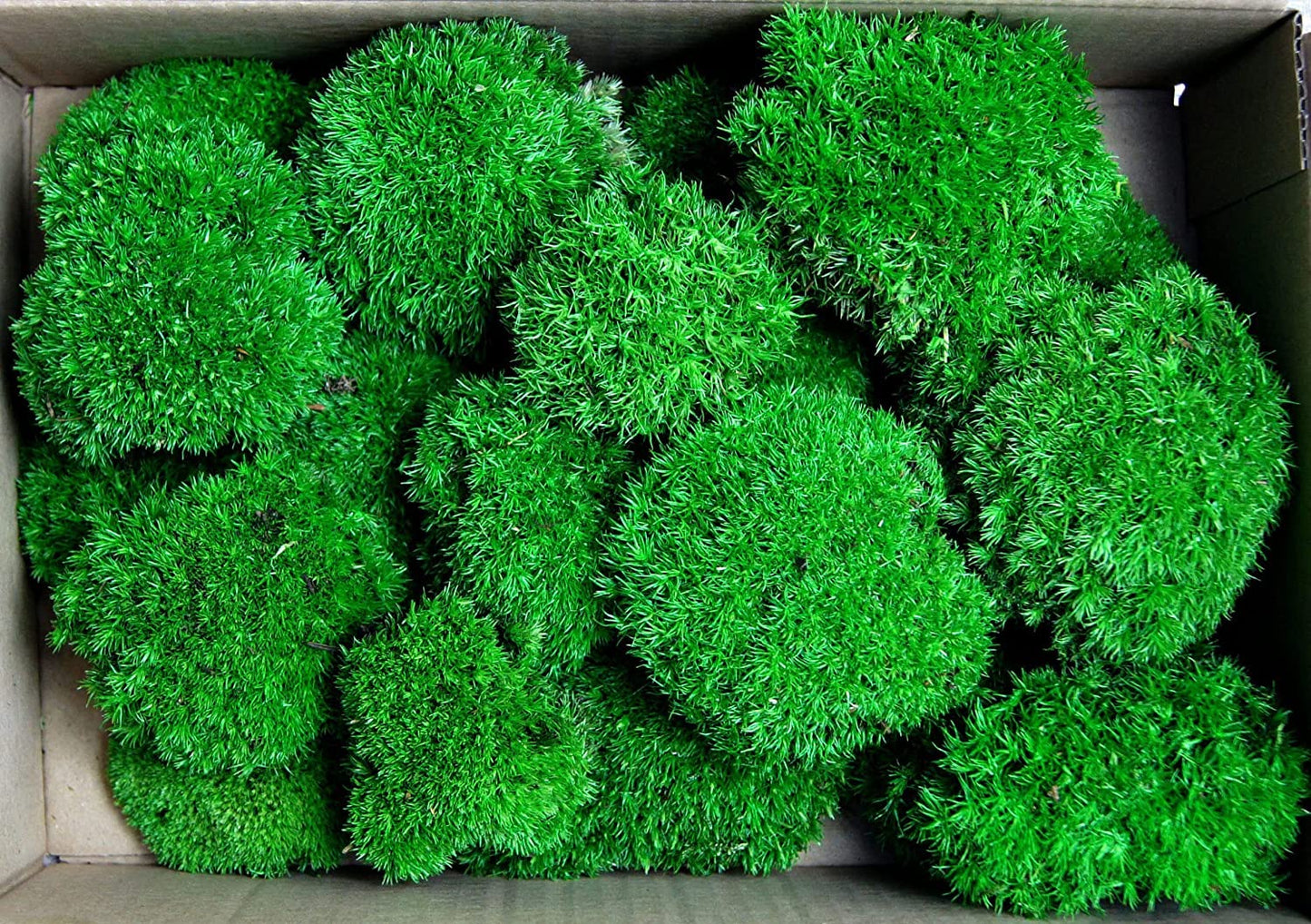 Hello Moss Preserved Moss by weight - Moss Decor For You - Preserved Ball Moss For Your Home - Create Moss Art - Suitable for Moss Terrariums and Forests in Glass.