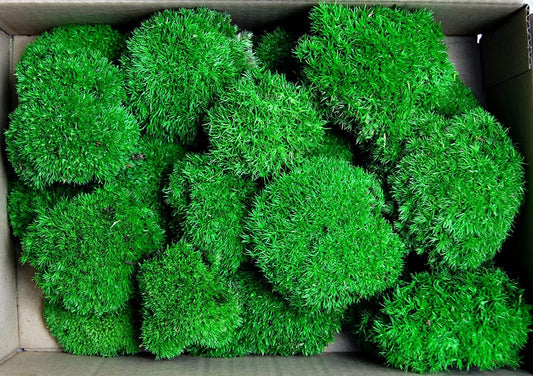 Hello Moss Preserved Moss by weight - Moss Decor For You - Preserved Ball Moss For Your Home - Create Moss Art - Suitable for Moss Terrariums and Forests in Glass.