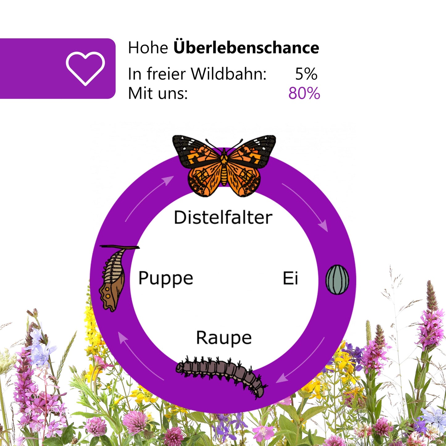 Butterfly breeding kit for kids | Approx. 14 caterpillars + large habitat (40x40x60 cm) | FREE E-Book + educational materials | Breed caterpillars at home from age 3 | Raise native Painted Lady butterflies