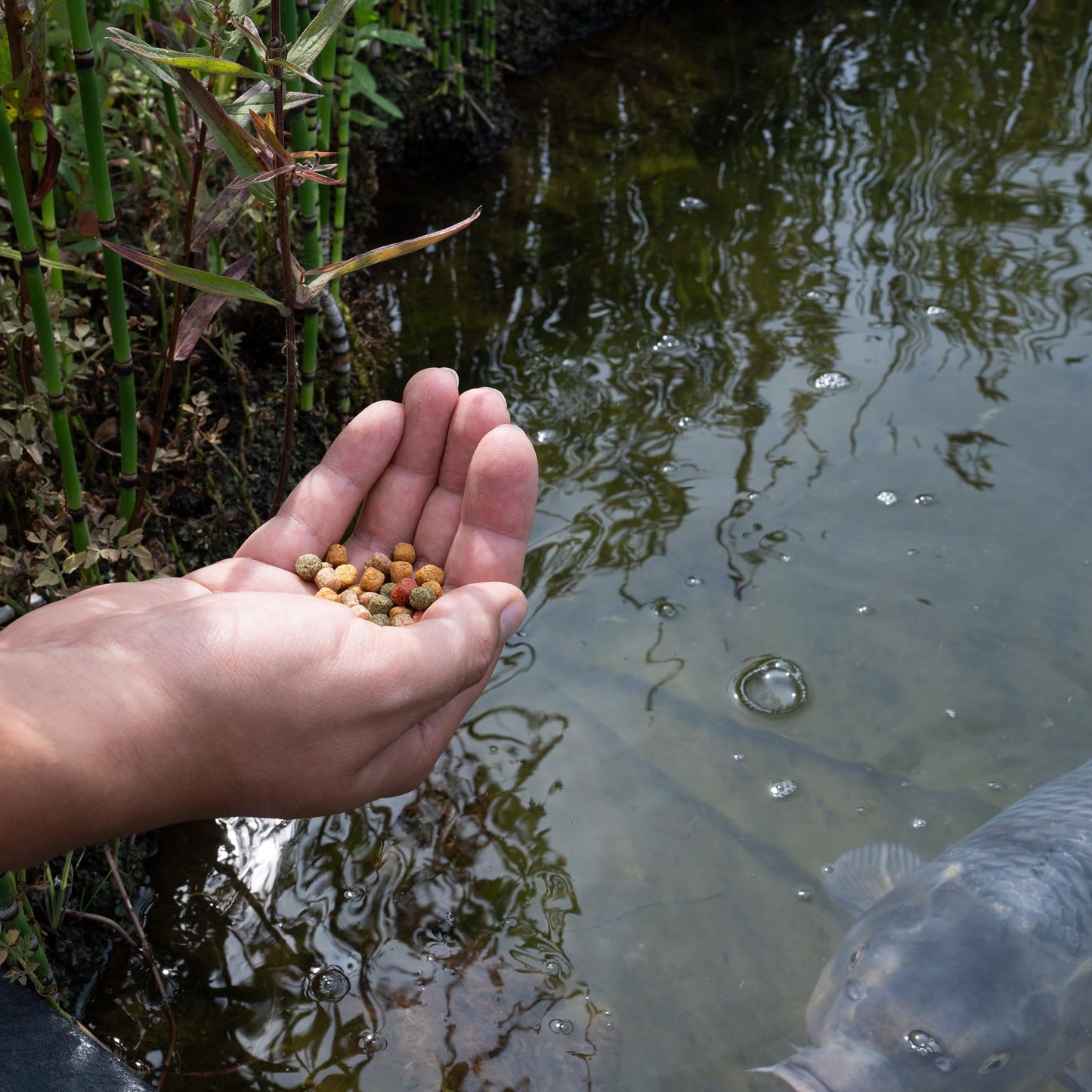 AquaForte High-quality floating staple food for ornamental fish 15kg (± 40 liters) Medium Pellets 6mm, Four different fish pellets, Crude protein: 32.3%, Crude fat: 4%, Crude fiber: 4.5%, Ash: 5.6%