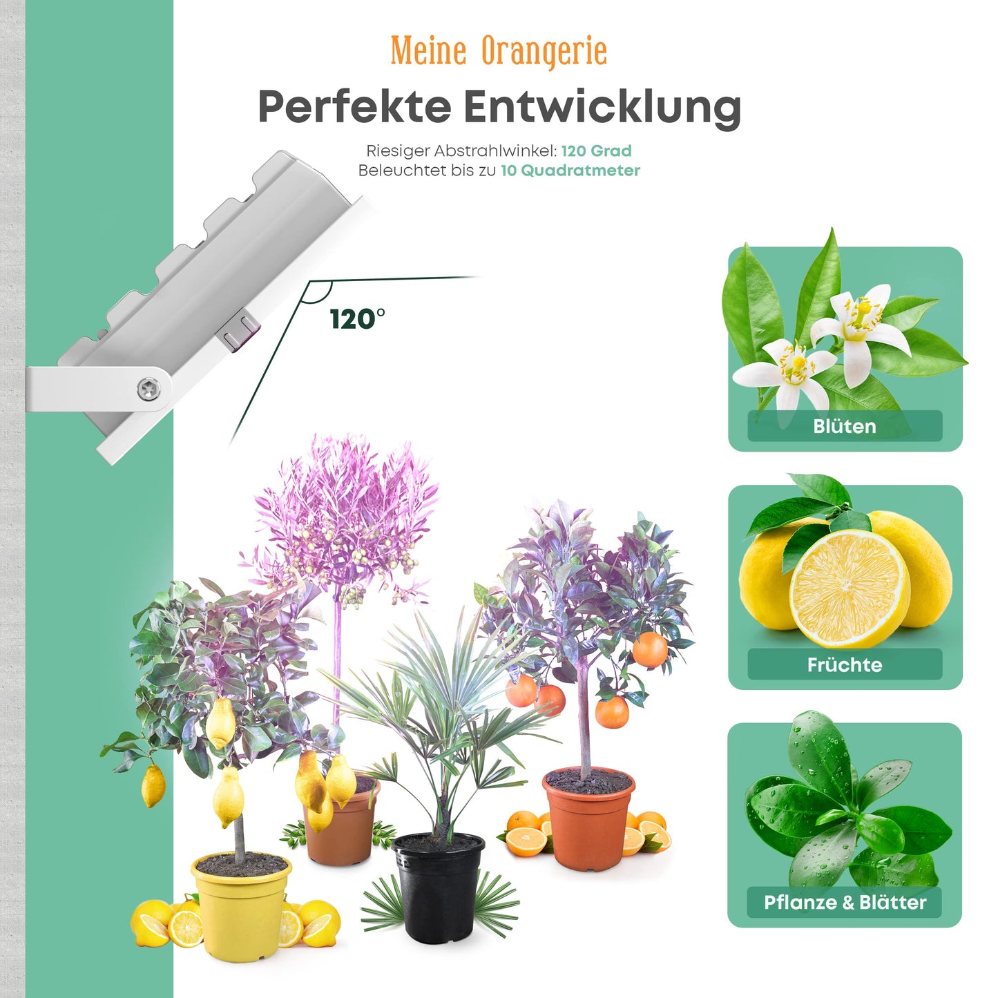 My Orangery - LED plant lamp for overwintering Mediterranean plants - Developed with citrus plant experts Full spectrum plant light (20)