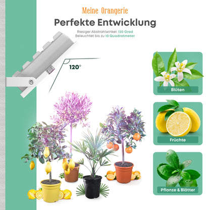 My Orangery - LED plant lamp for overwintering Mediterranean plants - Developed with citrus plant experts Full spectrum plant light (20)