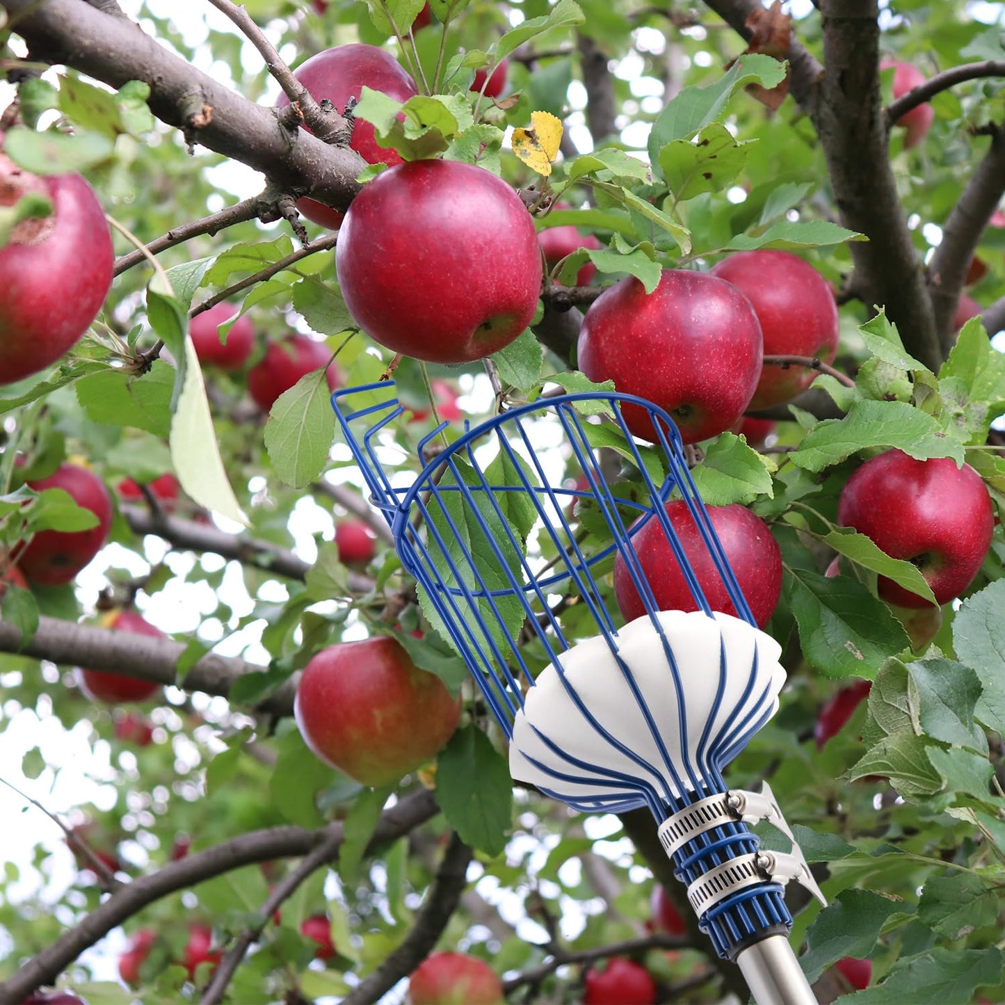 MaidMAX fruit picker with telescopic stainless steel handle 4 meters, apple picker with joint and foam pad, gripper with basket for fruit apple orange, light stable and space-saving.