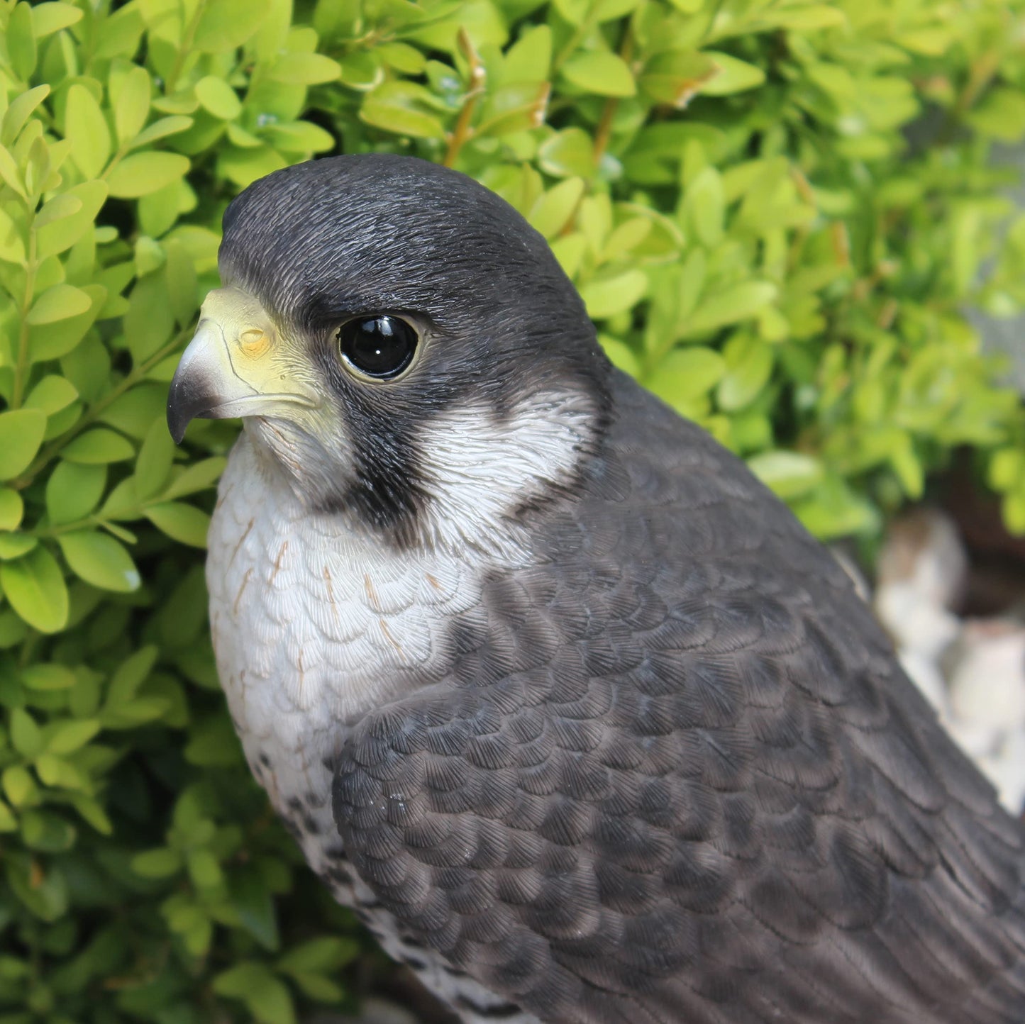 Vivid Arts XRL-PFAL-B Peregrine Falcon, resin garden decoration