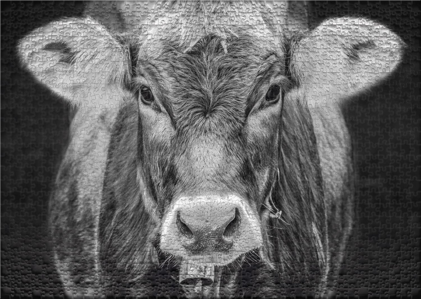 Ulmer Puzzle Forge - Puzzle "Allgäu" - Original 1000 piece cow design - Portrait of the cow as a stylish animal portrait photo - Puzzle quality Made in Germany.