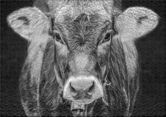 Ulmer Puzzle Forge - Puzzle "Allgäu" - Original 1000 piece cow design - Portrait of the cow as a stylish animal portrait photo - Puzzle quality Made in Germany.