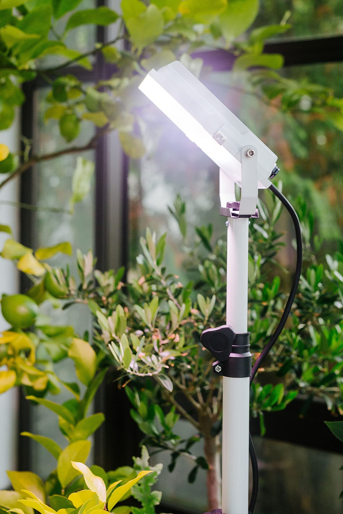 My Orangery - LED plant lamp for overwintering Mediterranean plants - Developed with citrus plant experts Full spectrum plant light (20)