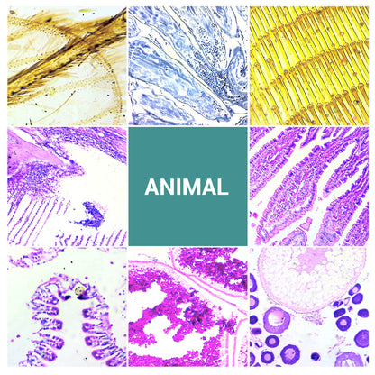 100 microscope slides specimens, microscope slides with biological samples, insects, plants, human cells for children, students, education, and scientific research.