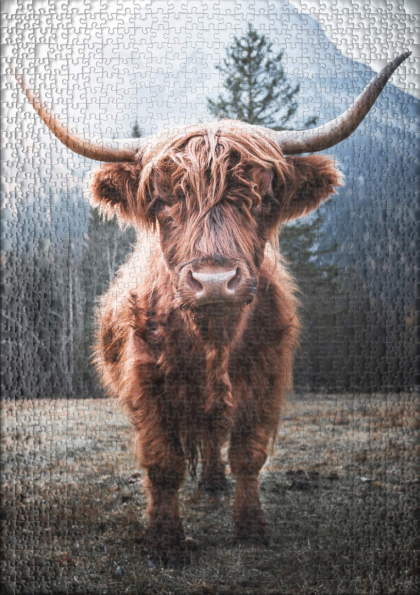 Ulmer Puzzle Forge - Animal Puzzle "Highland" - Classic 1000 piece puzzle - Puzzle motif of a powerful Highland cattle in the cow pasture in front of a frosty Alpine backdrop.