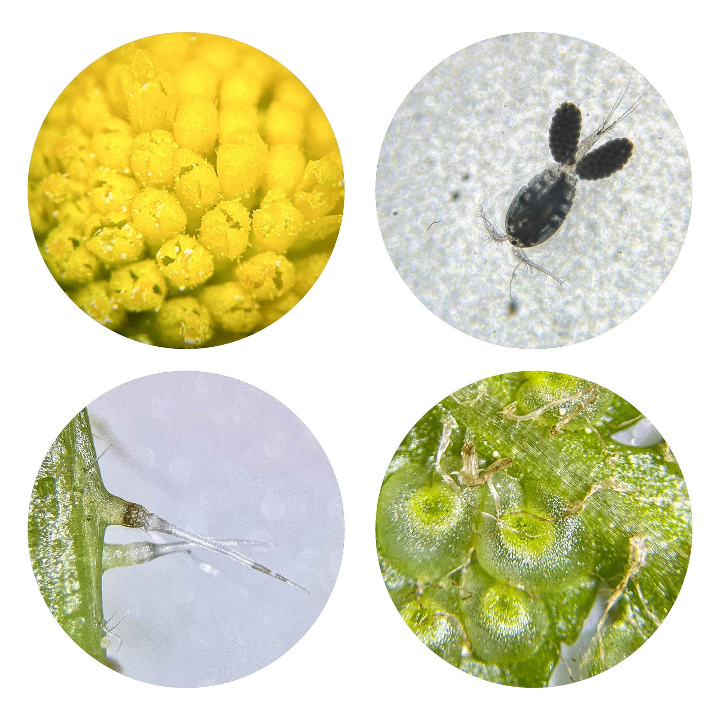 Bresser Junior Stereo 3D Microscope ICD-Pro with 20x and 50x magnification for kids and adults to observe stones, coins, insects, and more. 20x / 50x magnification.