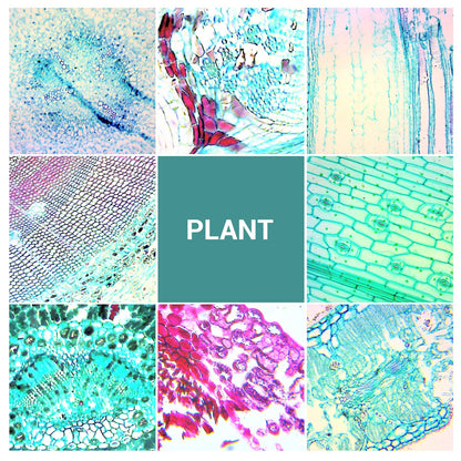 100 microscope slides specimens, microscope slides with biological samples, insects, plants, human cells for children, students, education, and scientific research.