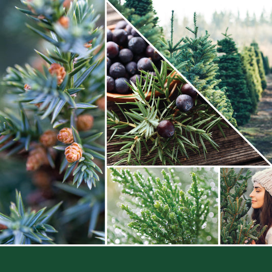 Yankee Candle Large Jar Candle, Balsam & Cedar scent, burns up to 150 hours, perfect gift for women.