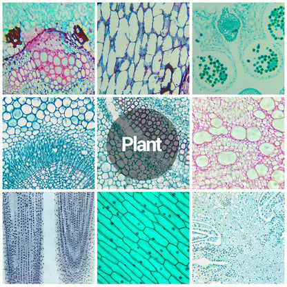 120 microscope slides with biological samples, insects, plants, and human cells for laboratory biology and science study.