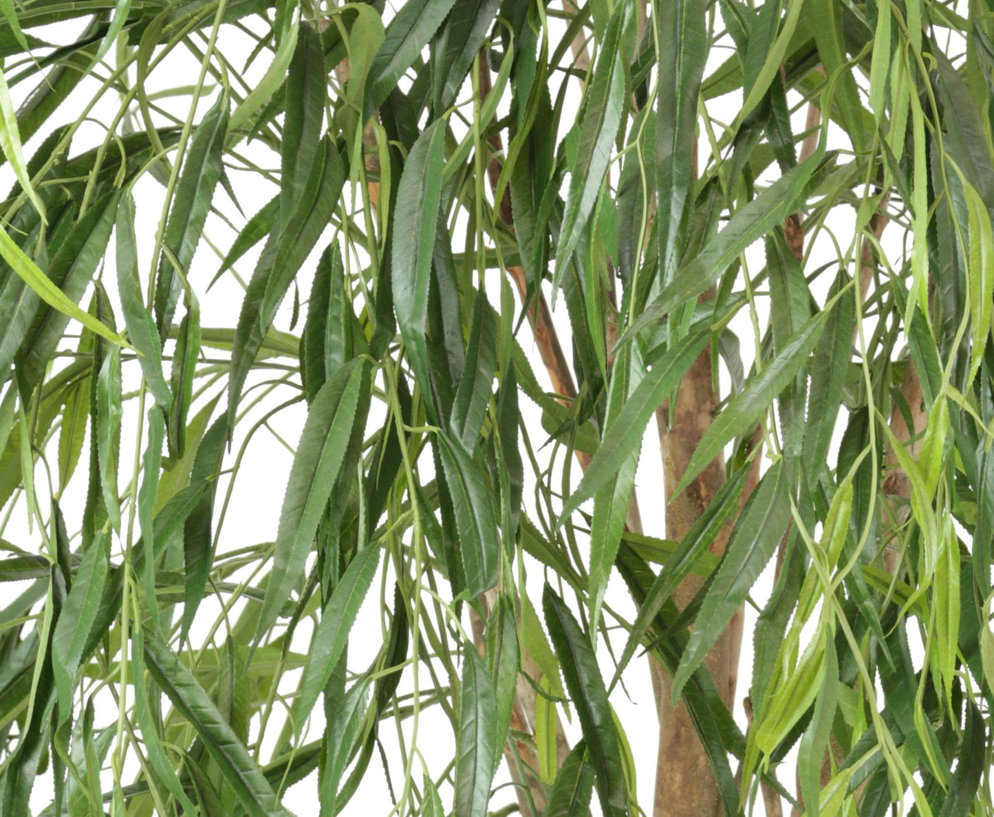Weeping Willow artificial tree, approx. 185cm tall with natural trunk - Large artificial Willow tree with real wood trunk in pot