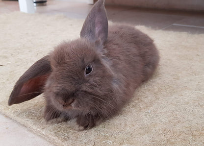 PemmiProducts Small Animal Carpet made of 100% hemp, sold by the meter, dimensions 0.40m x 25.00m x approx. 0.5cm thick, ideal for rabbits, guinea pigs, and other rodents.