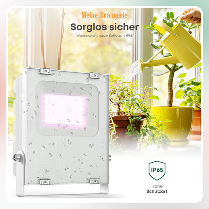 My Orangery - LED plant lamp for overwintering Mediterranean plants - Developed with citrus plant experts Full spectrum plant light (20)